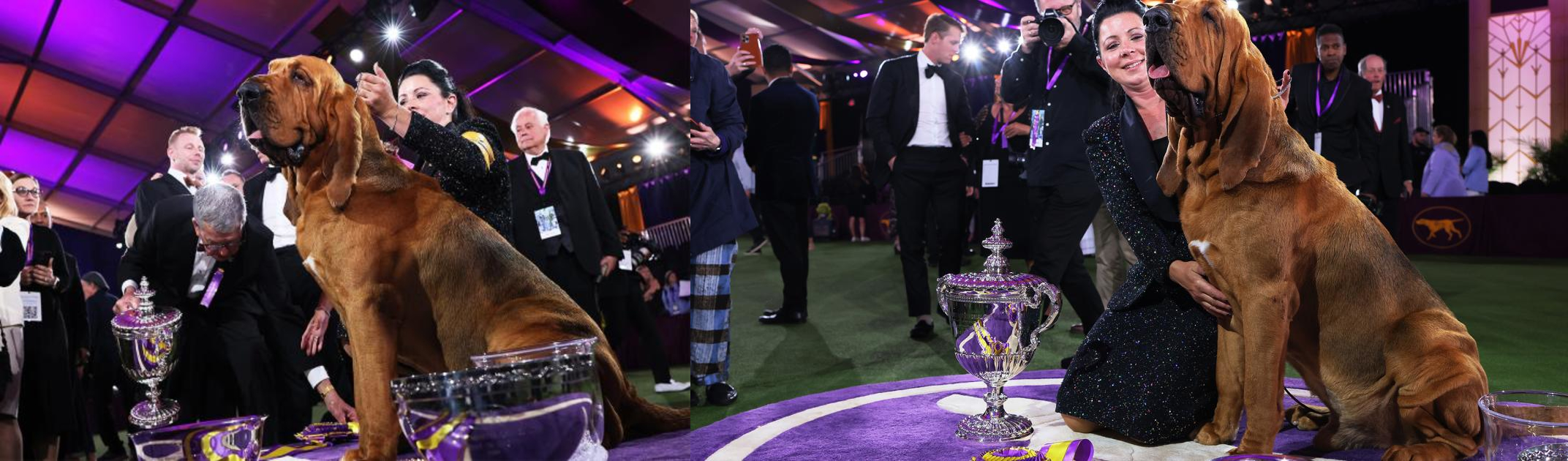 Who Won 146th Westminster Dog Show In 2022 Winner Name Revealed, Prize