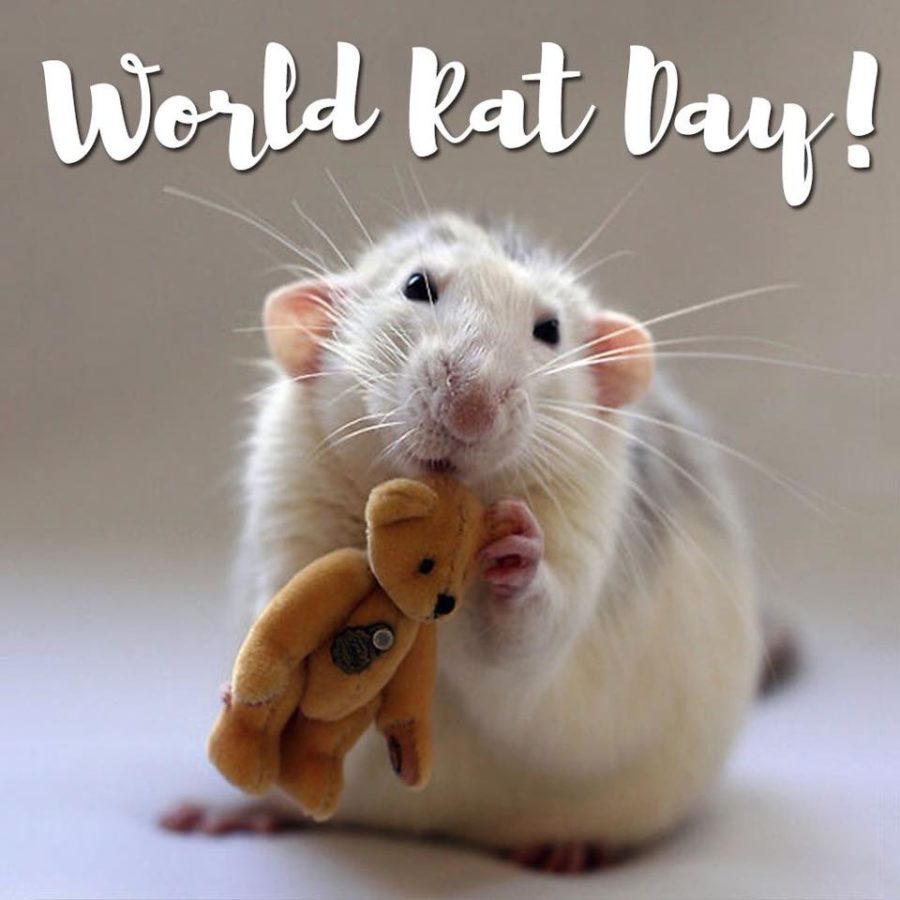 World Rat Day (4th April Sunday) 2021 Rats aren't dirty!
