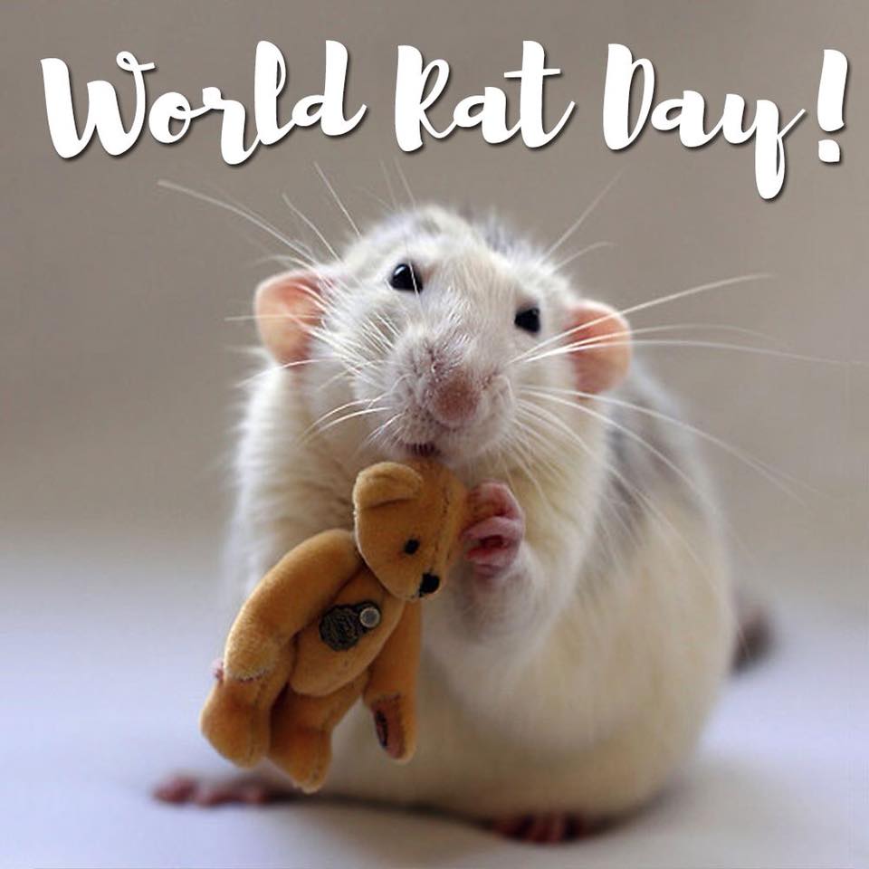 World Rat Day (4th April Sunday) 2021 Rats aren’t dirty!
