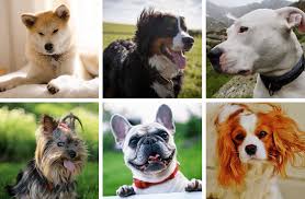 5 most popular dogs
