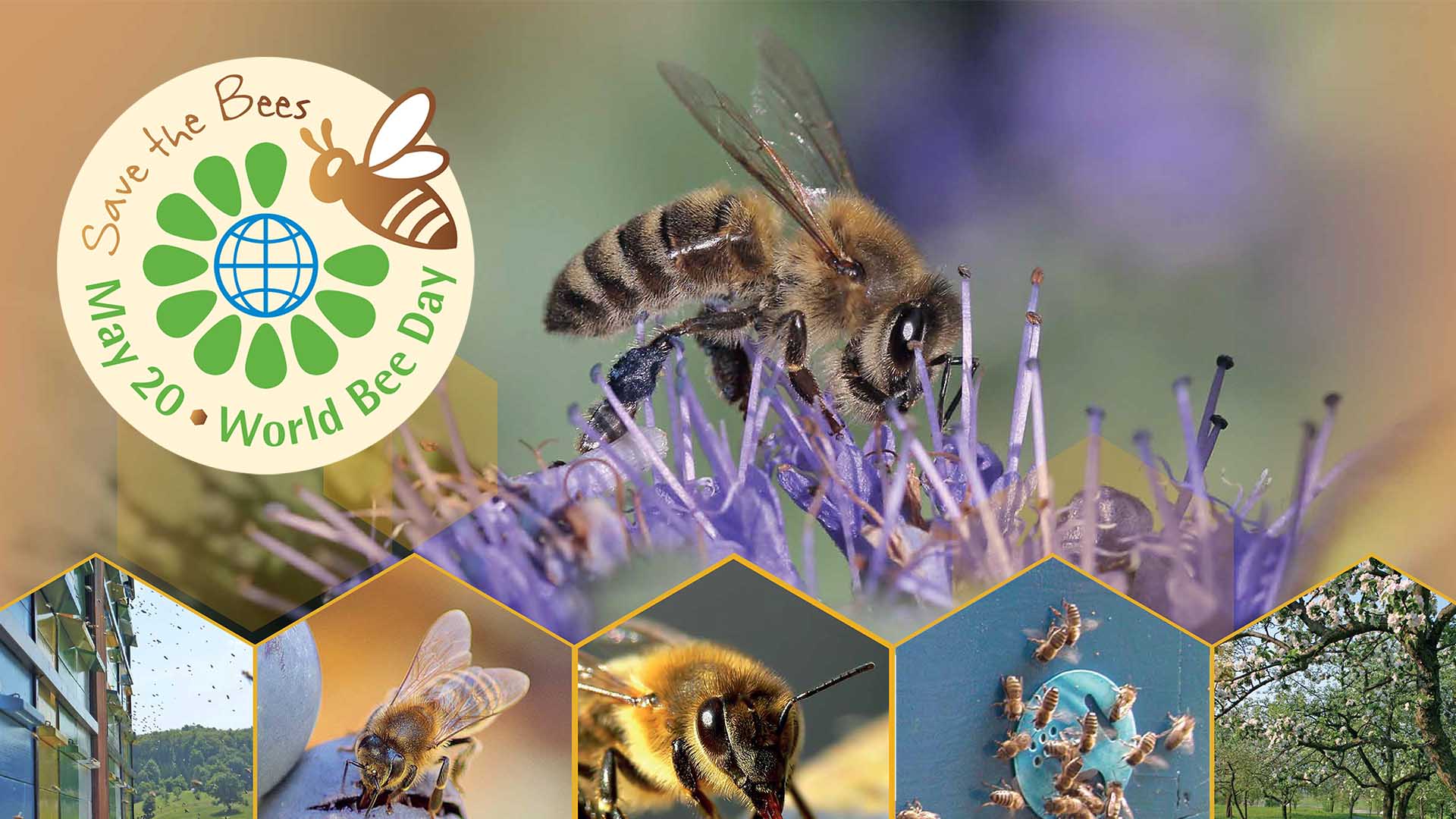 World Honey Bee Day 19 Theme Activities Significance And Interesting Facts